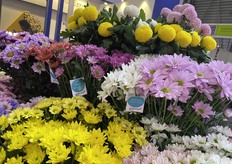 A colorful Chrysanthemum cut flower display